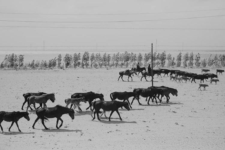 Picture of ALTAY HORSES