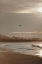 Picture of BEACHBIRD