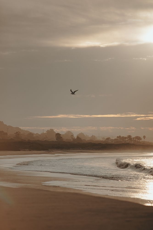 Picture of BEACHBIRD