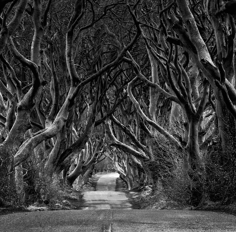 Picture of BLACK AND WHITE PHOTO OF ROAD THROUGH THE DARK HEDGES