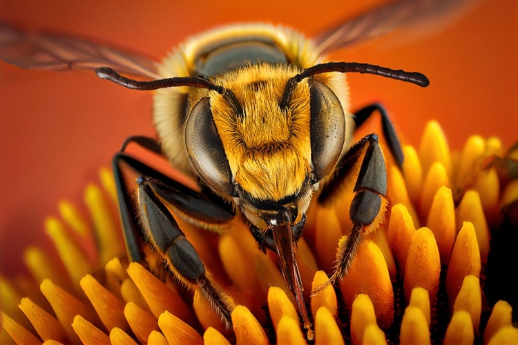 Picture of BUSYBEE