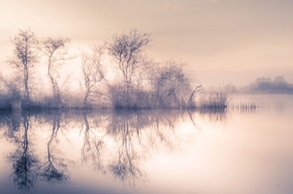 Picture of COLD MORNING AT THE POND