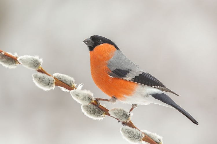 Picture of COLORFUL BIRD.