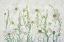 Picture of COSMOS GARDEN