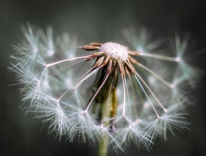 Picture of DANDELION FLUFF