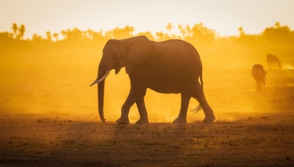 Picture of ELEPHANTINE SUNRISE