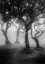 Picture of FANAL 03