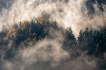 Picture of FOG IN THE TREES