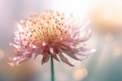 Picture of GENTLE PINK FLOWER
