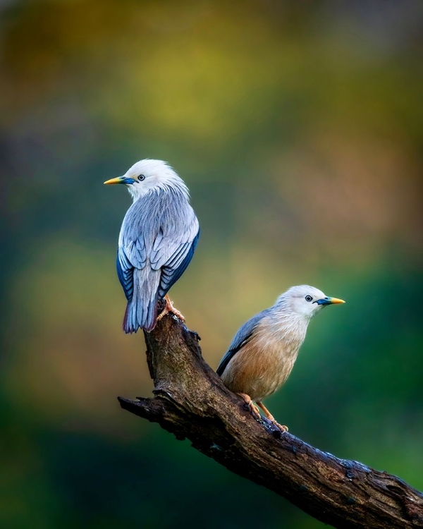 Picture of HARMONY OF COLOURS