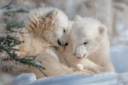 Picture of POLAR BEAR SIBLINGS