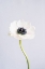 Picture of PRECIOUS ANEMONE