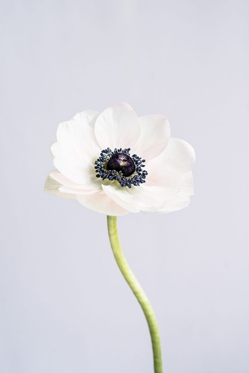 Picture of PRECIOUS ANEMONE