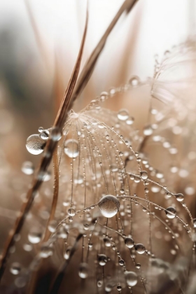 Picture of RAIN DROPS