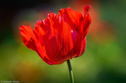 Picture of RED ANEMONE