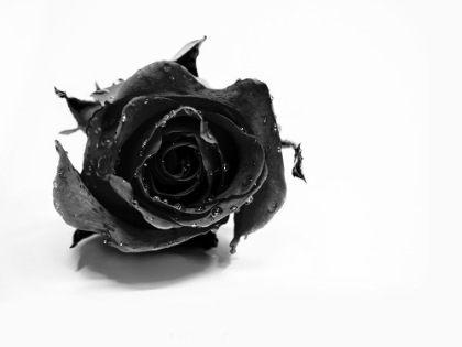 Picture of ROSE NOIR