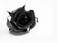 Picture of ROSE NOIR