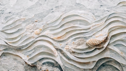 Picture of SEA SHELL DETAIL NO 6