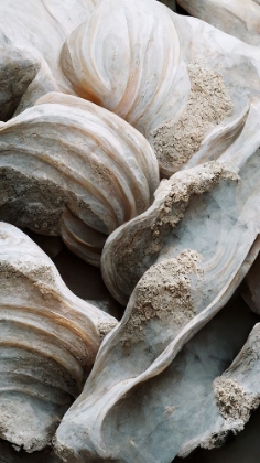 Picture of SEA SHELLS DETAIL NO 1