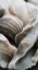 Picture of SEA SHELLS DETAIL NO 1