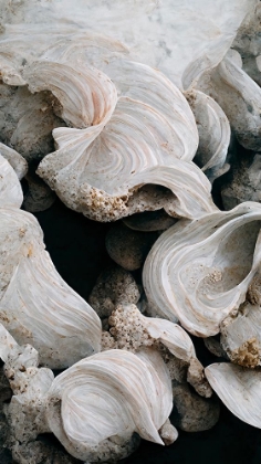 Picture of SEA SHELLS DETAIL NO 2