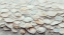 Picture of SEA SHELLS DETAIL NO 7