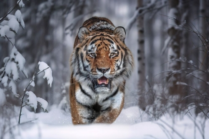 Picture of SNOWTIGER