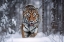 Picture of SNOWTIGER