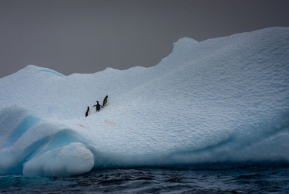 Picture of SNOWY ICEBERG HOME TO THREE PENGUINS