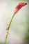 Picture of STRIVING