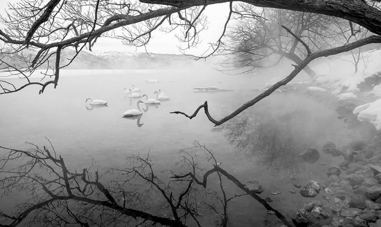 Picture of SWANS IN HOT SPRINGS