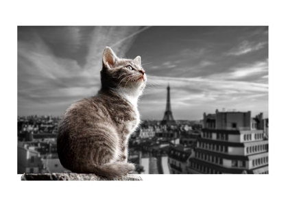 Picture of THE EIFFEL CAT