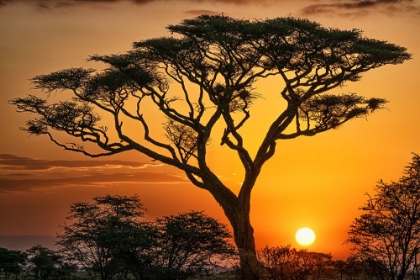 Picture of THE MAGIC OF AFRICA