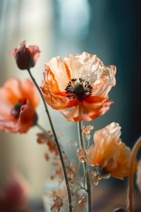 Picture of TRANSPARENT POPPY