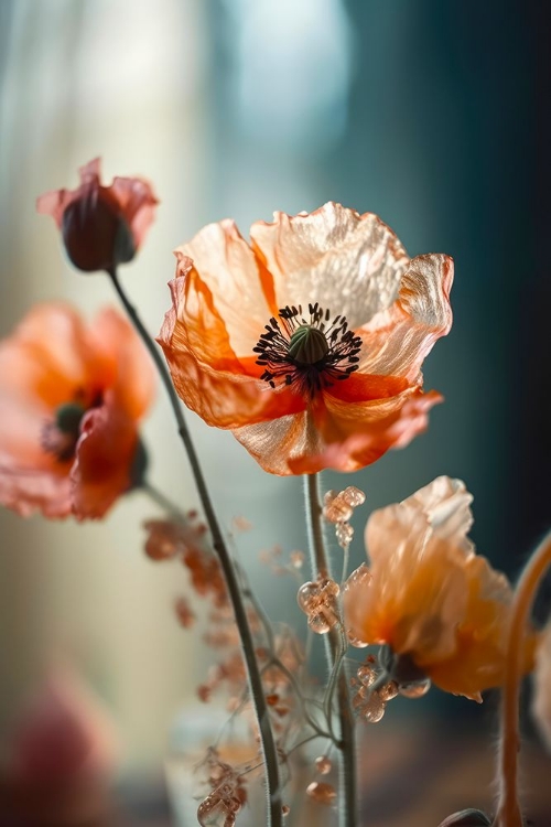 Picture of TRANSPARENT POPPY