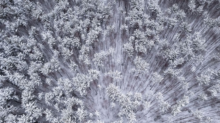 Picture of TREES UNDER SNOW