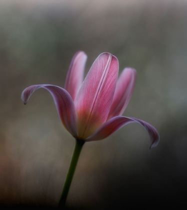 Picture of TULIP FROM THE GARDEN