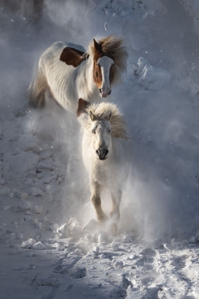 Picture of TWO HORSES