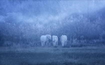 Picture of WHITE HORSES