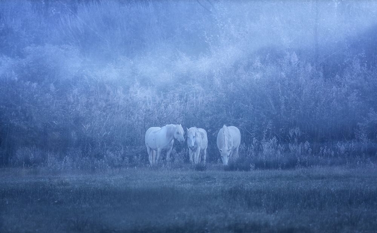 Picture of WHITE HORSES