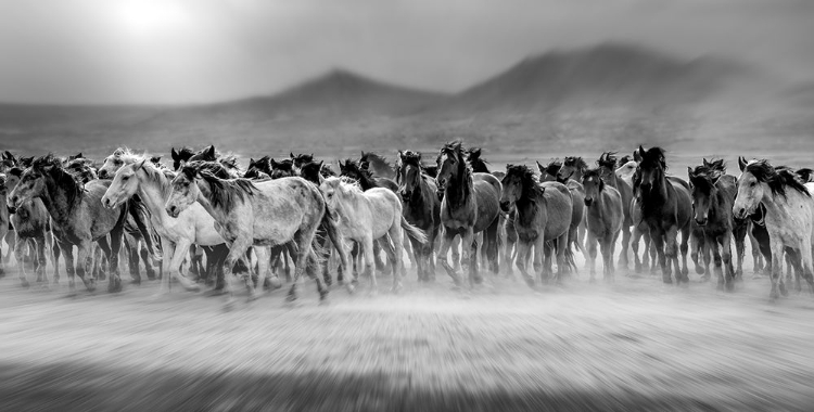 Picture of WILD HORSES (AKA YAPLKAP ATLARAP)