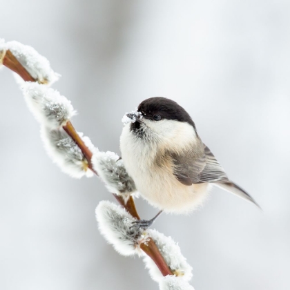 Picture of WILLOW TIT IN WINTER.