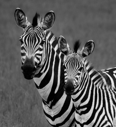 Picture of ZEBRAS