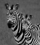 Picture of ZEBRAS