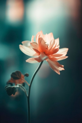 Picture of CORAL FLOWERS AT NIGHT