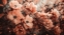 Picture of CORAL WILD PEONY
