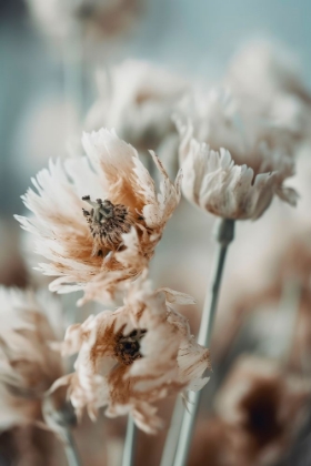 Picture of DRY PASTEL FLOWERS NO 3