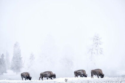 Picture of FOUR BISONS