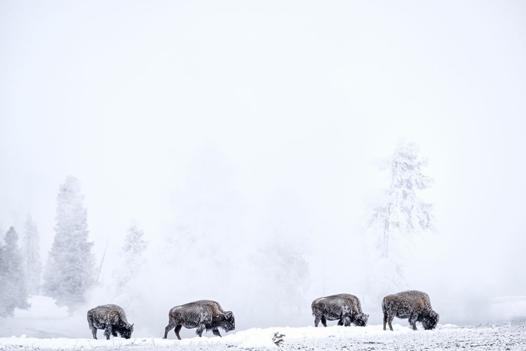 Picture of FOUR BISONS