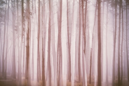 Picture of GHOSTS IN THE FOG